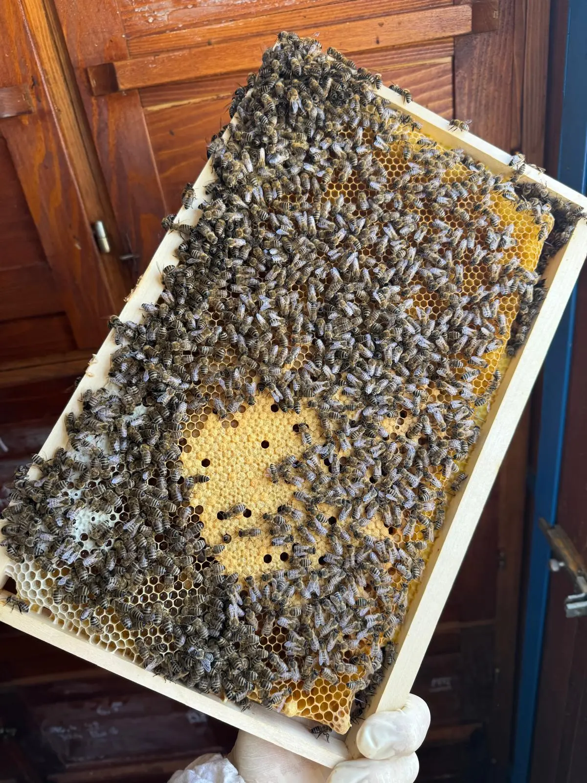 Utrinki iz čebelnjaka 46